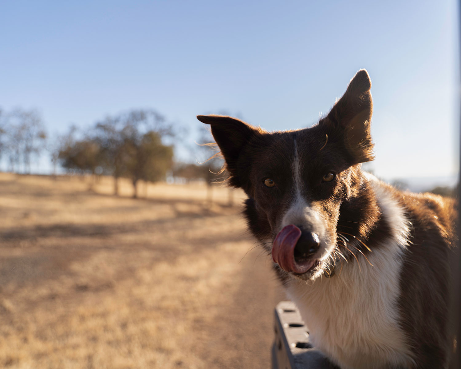 Hank the Cowdog