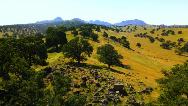 Technology & the Future of Ranching