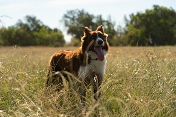 A Day in the Life of Hank the Cowdog