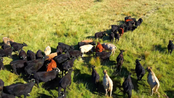 Our Commitment to Regenerative Agriculture